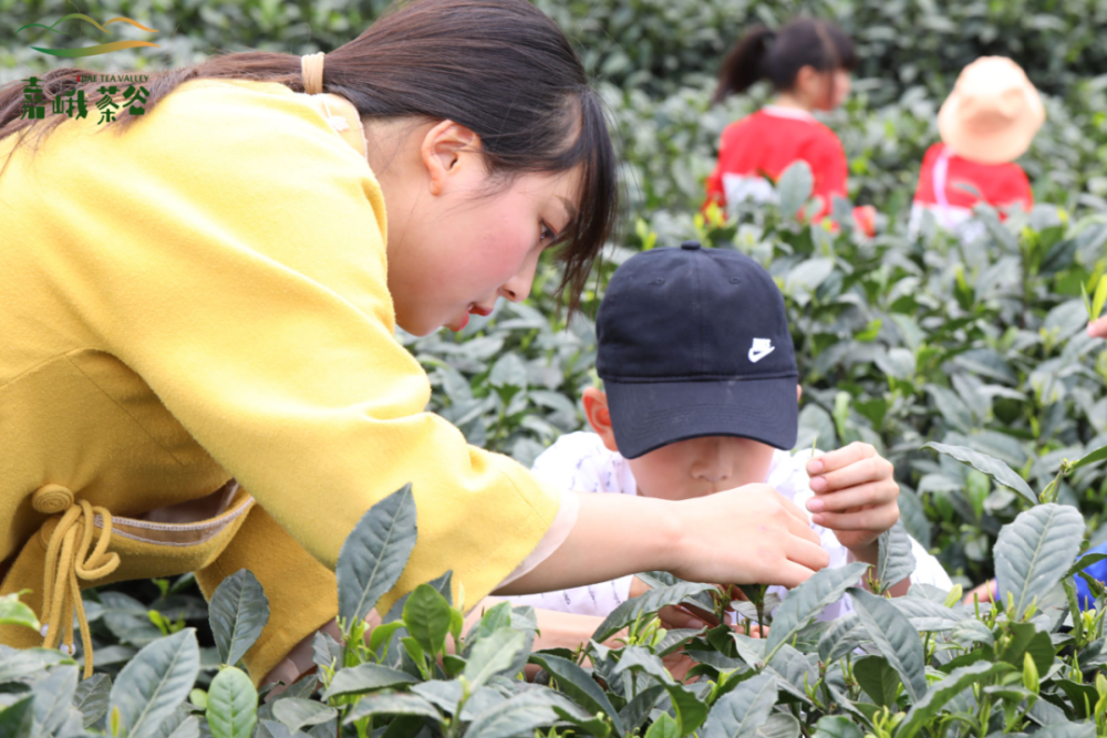 轻快地扯下茶叶,这种采茶的方法称为"提手采,也是茶叶标准的采摘手法