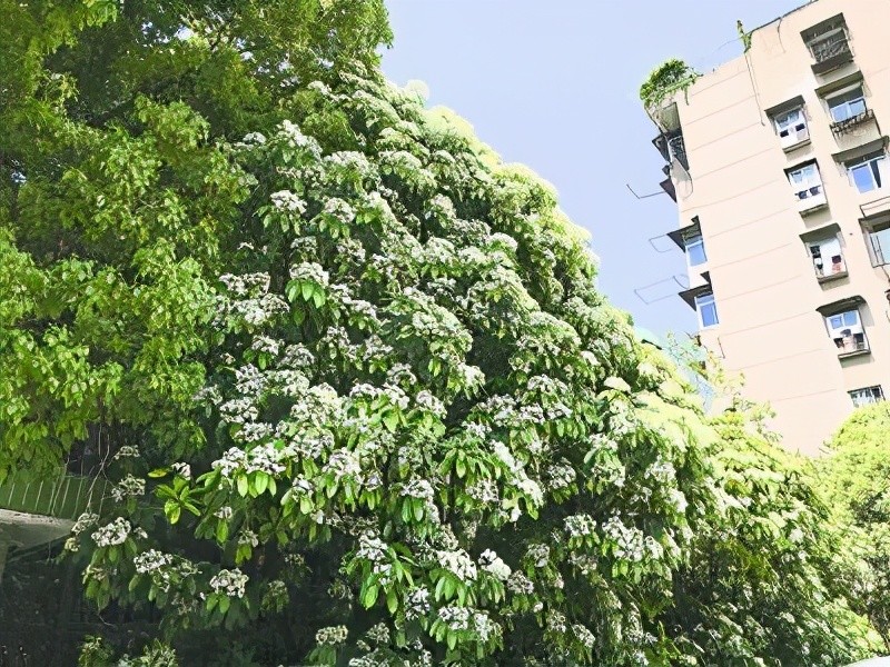 生為上海交大校花卻散發出羞恥的腥臭味石楠花的味道你聞過嗎