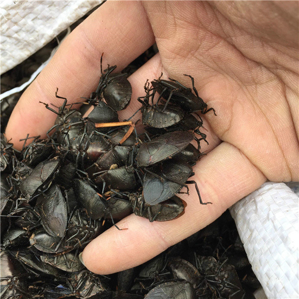 但是如今九香虫也变得很少见了,一方面是九香虫经常出现在果树上,靠