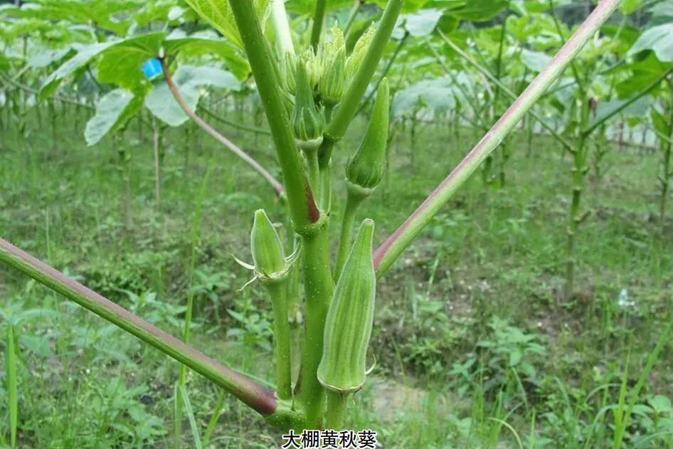 被誉为 植物黄金 风靡全球 这里有它的个爆款品种 种植方案 腾讯新闻