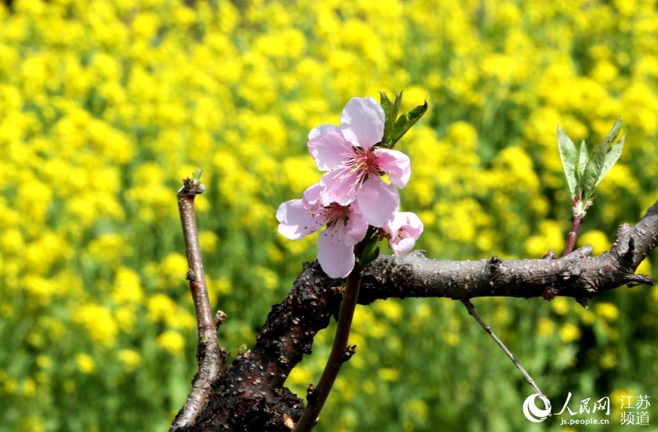 贾汪桃花图片