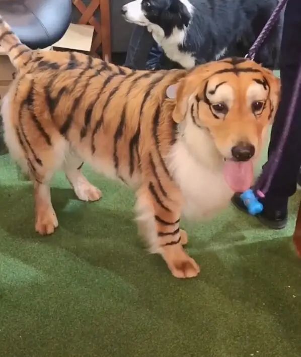 现在的人越来越会玩狗了,能把狗狗玩出各种模样.