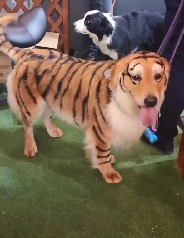 狗狗虽然被画成这个模样,但是它也没有拒绝之类的,对于它来说,无论