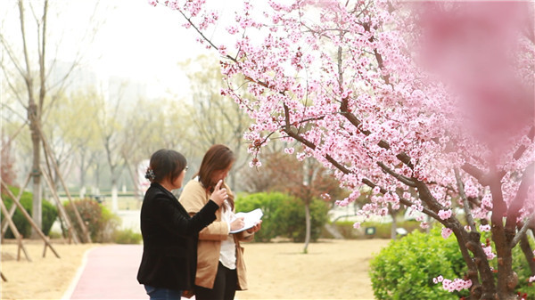 6条花景街 一树一花开一路一美景 腾讯新闻
