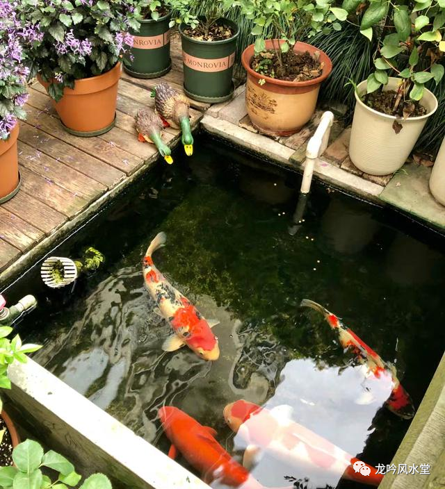 龙吟师傅教你养不同的风水锦鲤以达到不同的效果