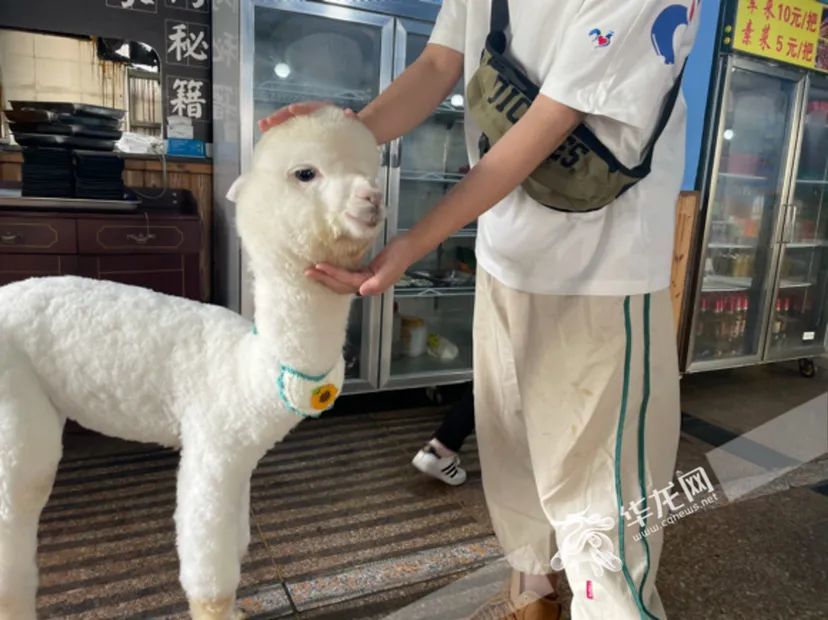 爱吃辣椒面的羊驼走红网络网友这很重庆