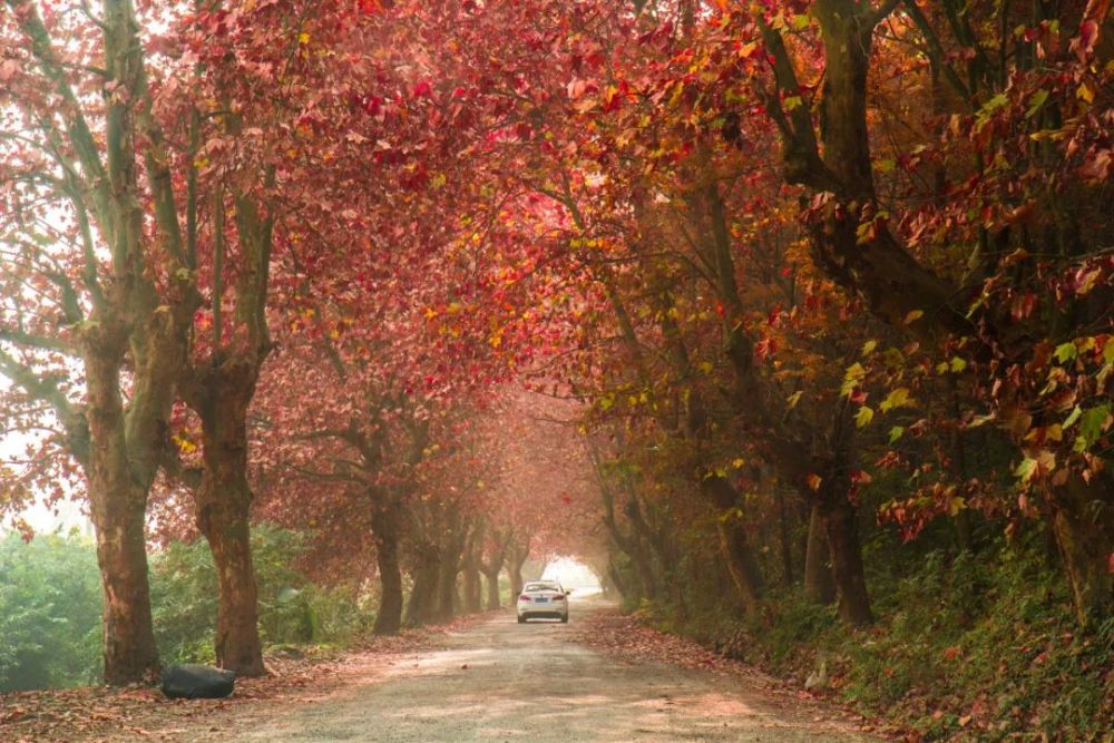 一树梧桐,一树相思一树恨