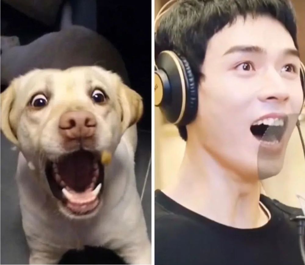 龚俊是宠物狗成精?每个表情都能找到对应犬种