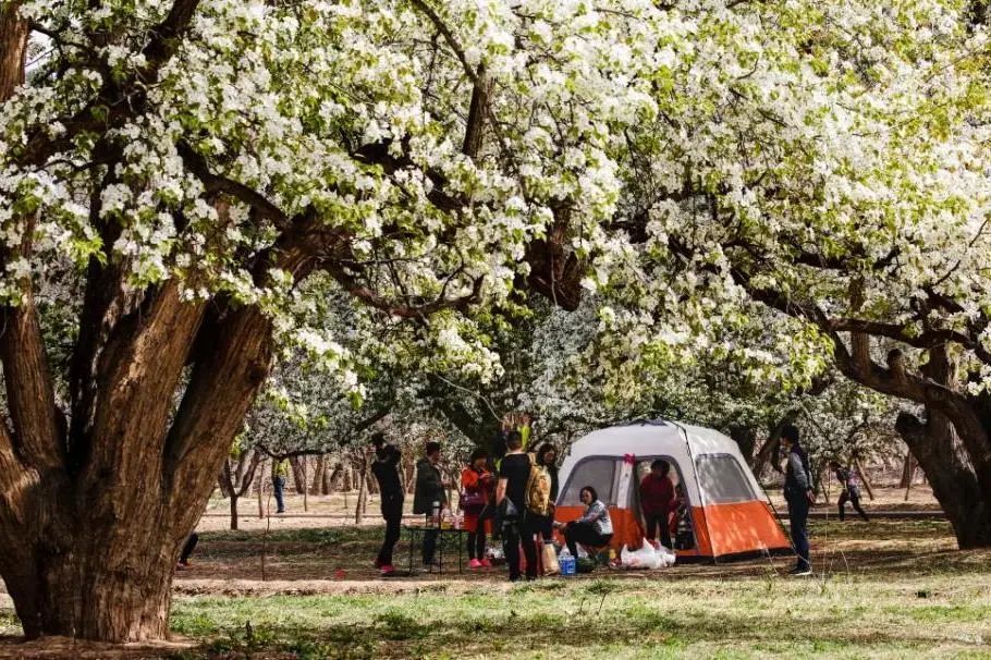 梨花韵黄河颂中卫情中卫市第十五届南北长滩黄河梨花节4月3日启幕