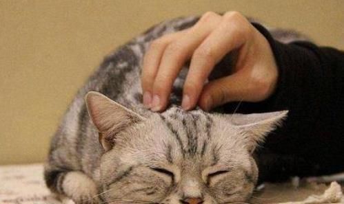 被猫抓伤出血，会不会得狂犬病？医学上已经有明确的答案_腾讯新闻