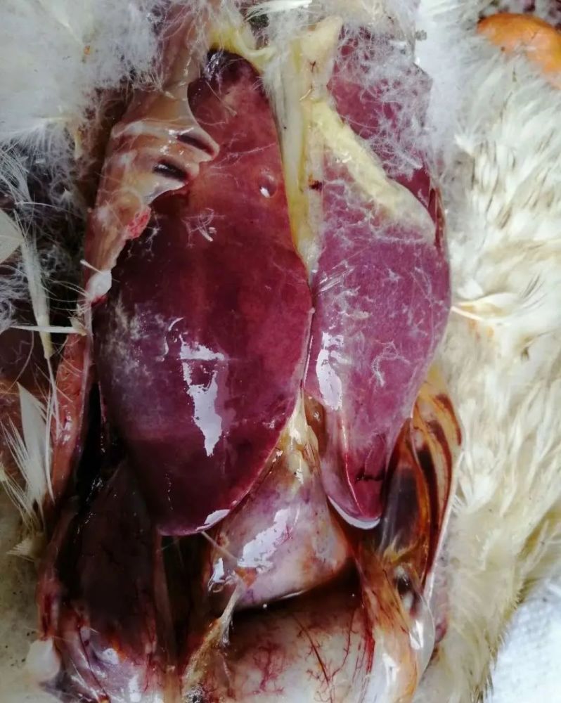 养鸭讲坛鸭肝是怎么引起的该怎样快速控制死亡减少损失