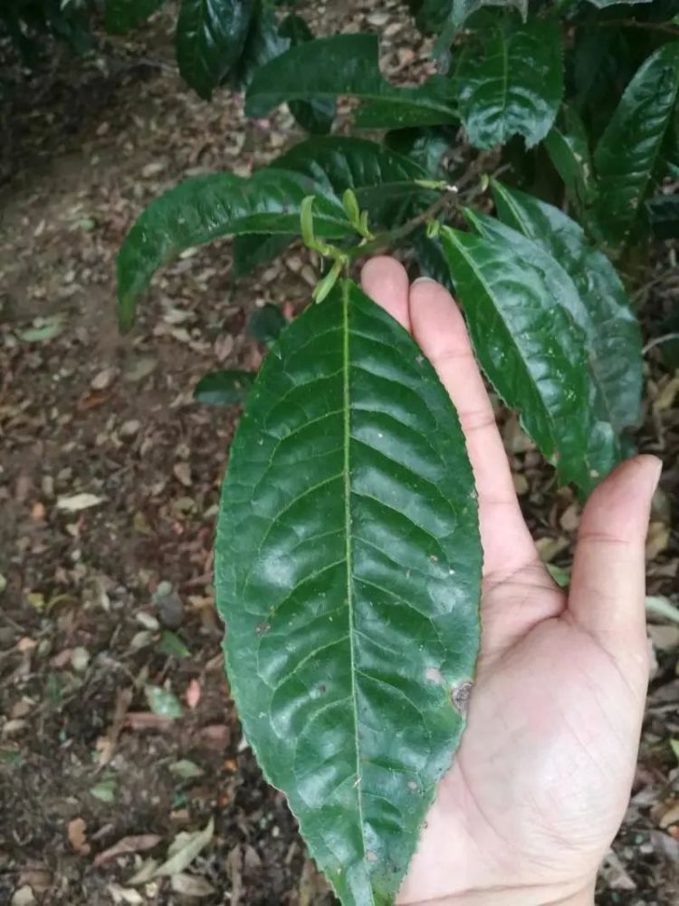 春茶不知道選什麼這些雲南大葉種知名茶樹品種不能不知道