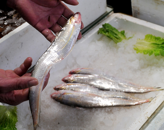 新民快评|对捕捞江刀说"不",相见不如怀念