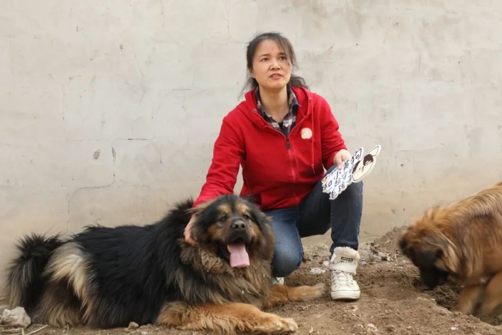 藏獒珠峰,梅里從籠子中放出來讓它們在遛放區域奔跑站起來有一人高的