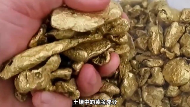 为什么荆草茂盛的地方可能会有黄金
