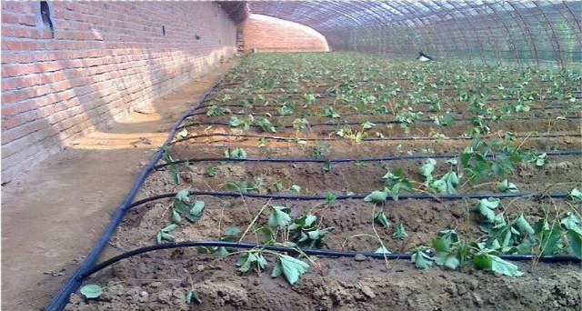 温室种植采用滴灌模式而这个滴灌沟该如何开达到最佳的灌溉效果