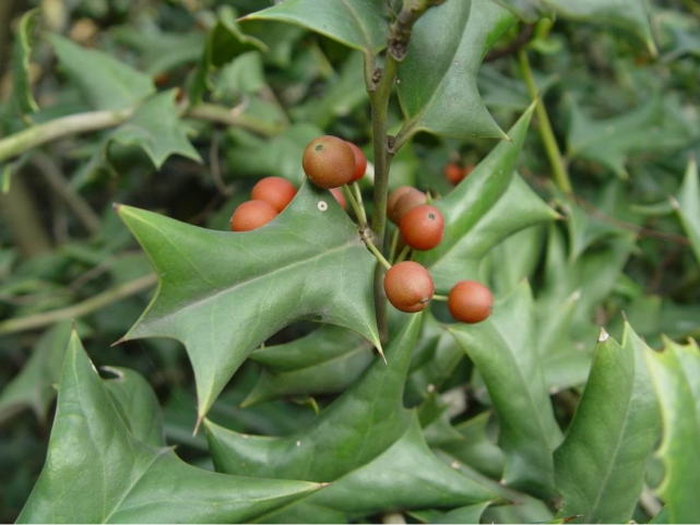 枸骨树的养成和培育