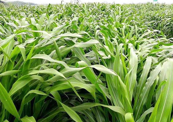 一亩墨西哥玉米草能顶10亩普通玉米,产量高,优缺点都有哪些?_腾讯新闻
