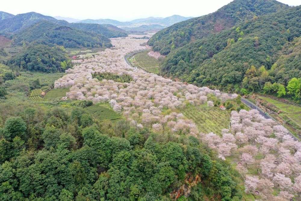 這是什麼神仙地方張村櫻花穀人間天宮