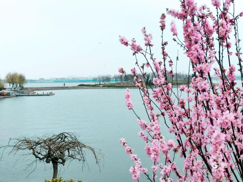 眾多市民在少海湖畔觀花,賞春,放紙鳶,春風吹皺一潭湖水,三三兩兩的