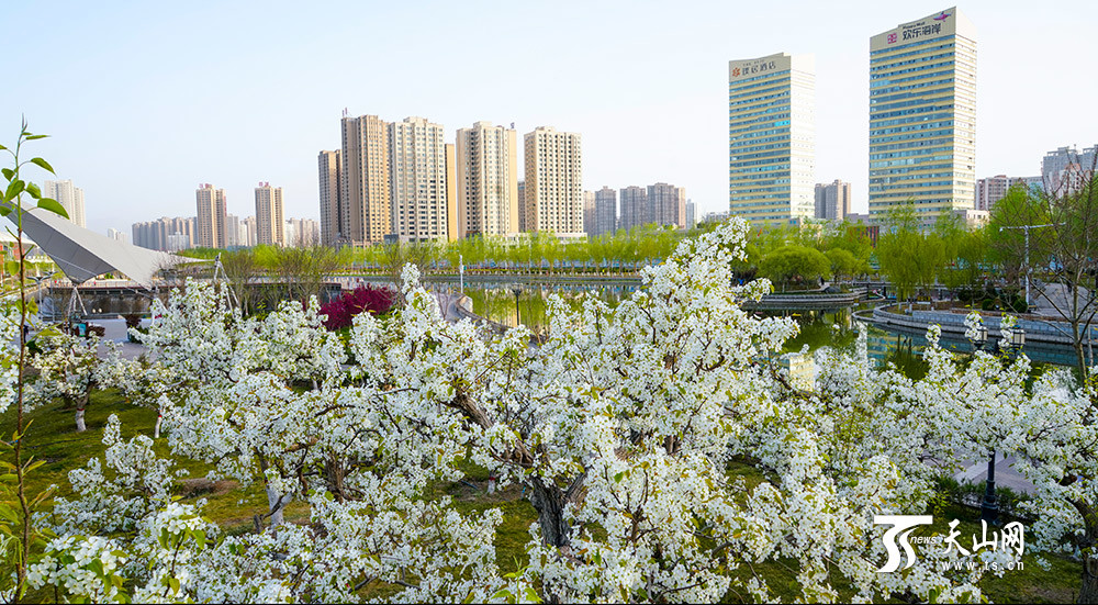 新疆梨城邀你赏梨花