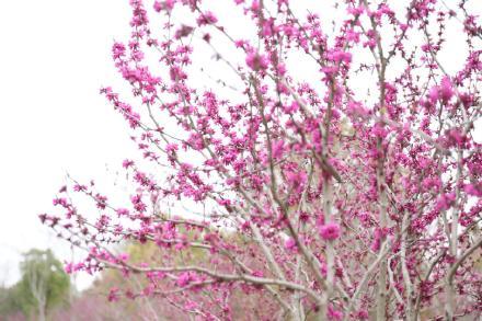 千朵万朵压枝低 这里 紫荆花成片盛放 腾讯新闻