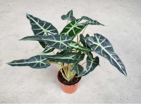 小仙女竹芋的种植及养护方法