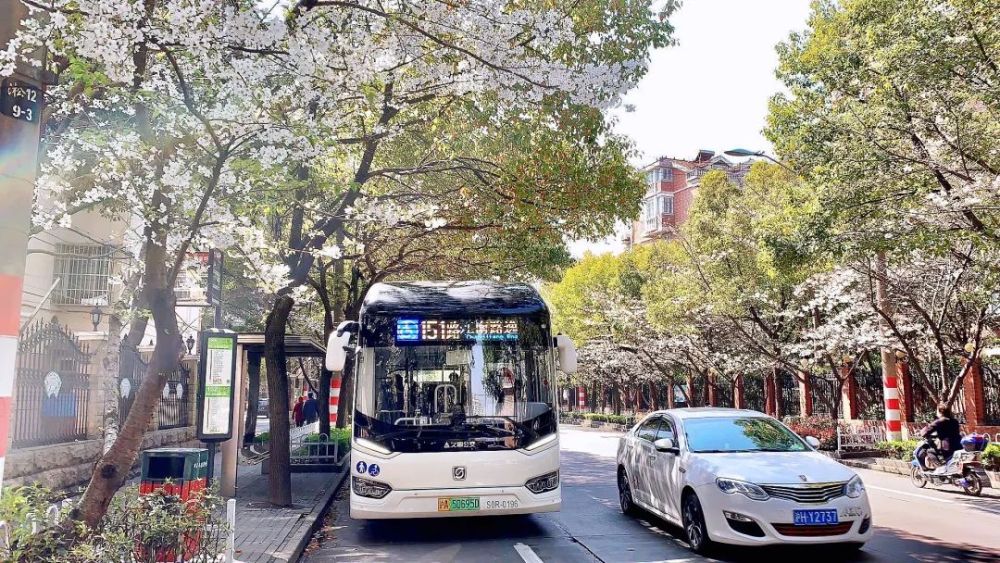 樱花树已经全部盛开,花香淡雅扑鼻,粉白的花瓣随风飘扬,乘坐上川专线