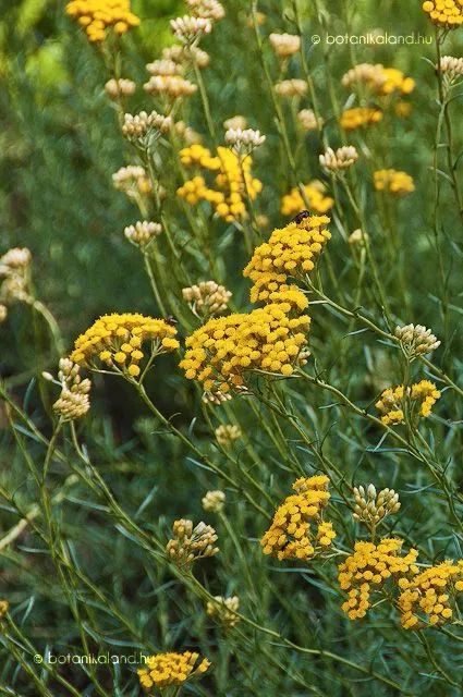 心痛三剑客之"意大利永久花"_腾讯新闻