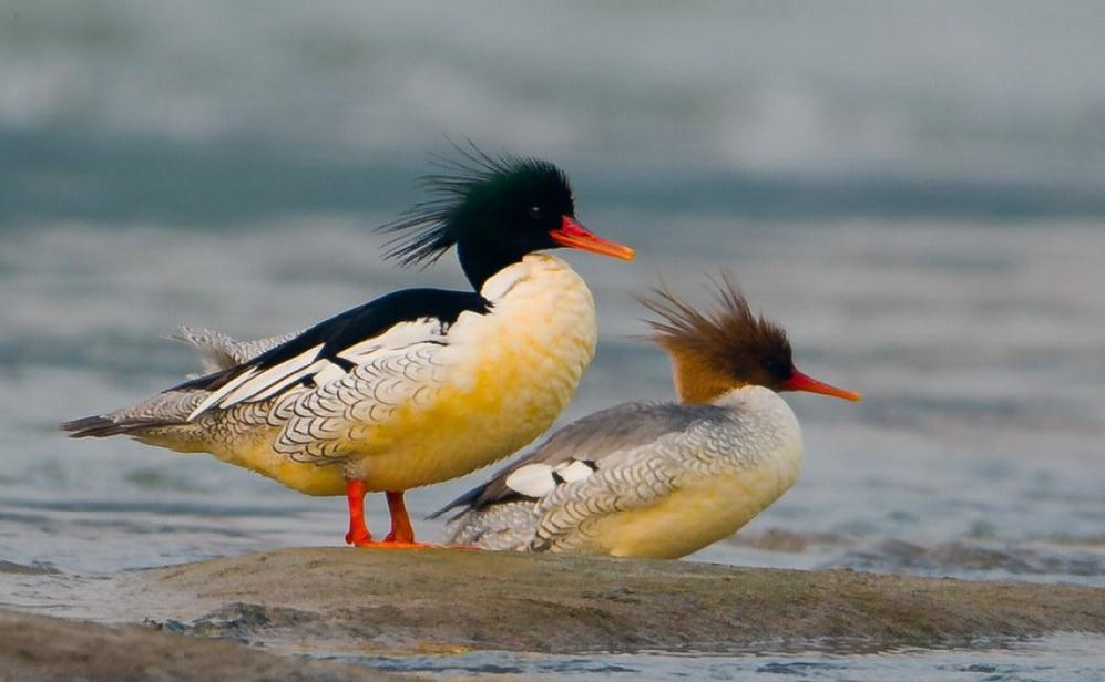 直播预告丨镜头直击中华秋沙鸭