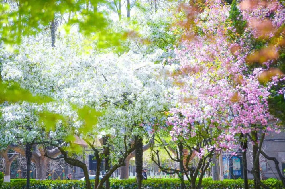 樱花盛开美哉交大
