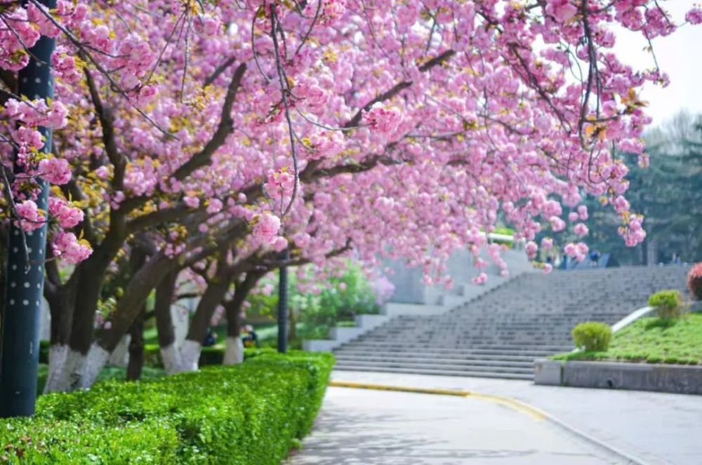 樱花盛开美哉交大