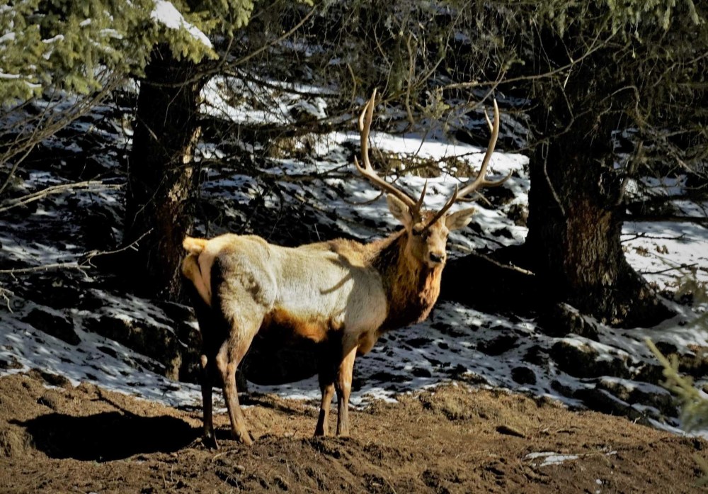 天山马鹿频现新疆天山南部高山草原