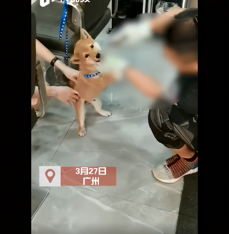 男子持铁钳虐狗拔牙,狗狗表情让人心颤抖,视频流出引起众怒!_腾讯新闻