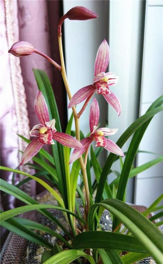 别小看这款兰花,它色香味俱全,花色红艳无比,能四季都开花