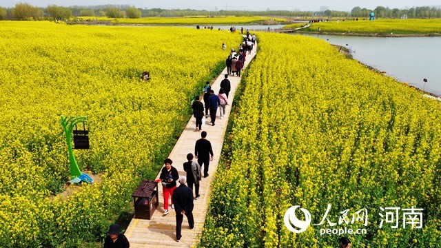 封丘第五届油菜花生态旅游季开幕