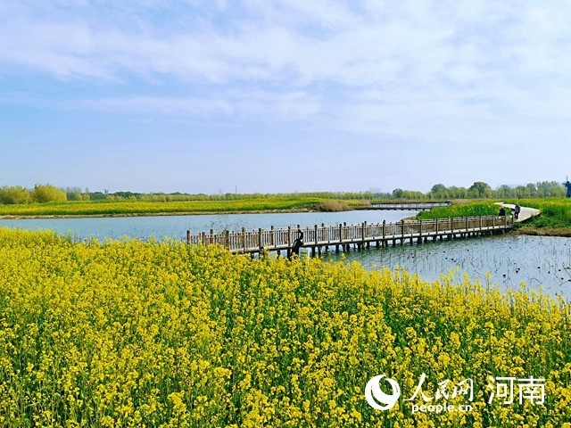 封丘第五届油菜花生态旅游季开幕