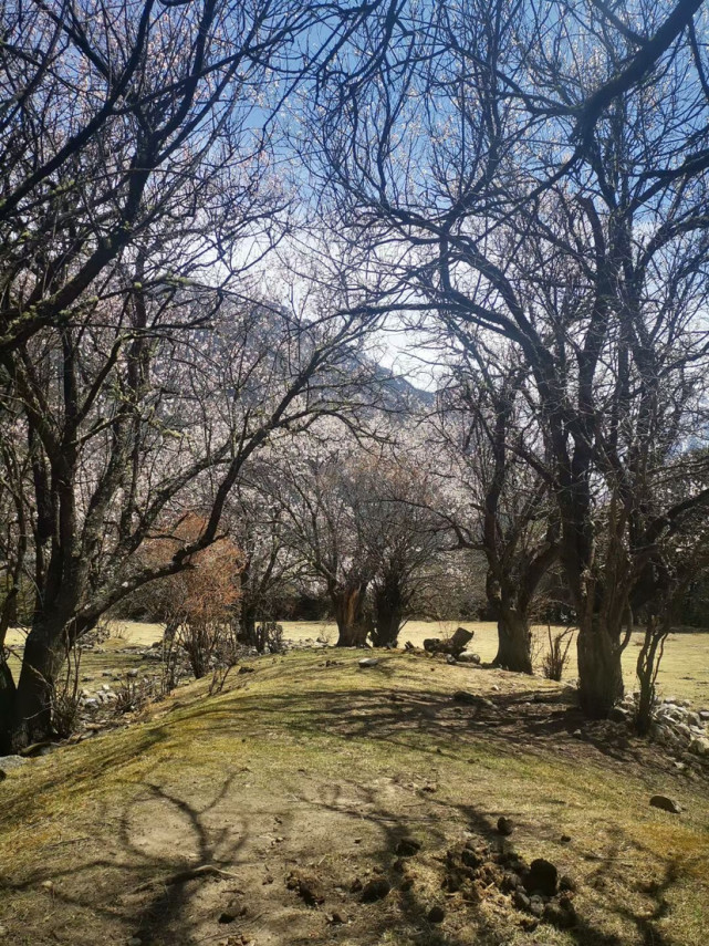 嘉黎县尼屋乡桃花盛开的季节