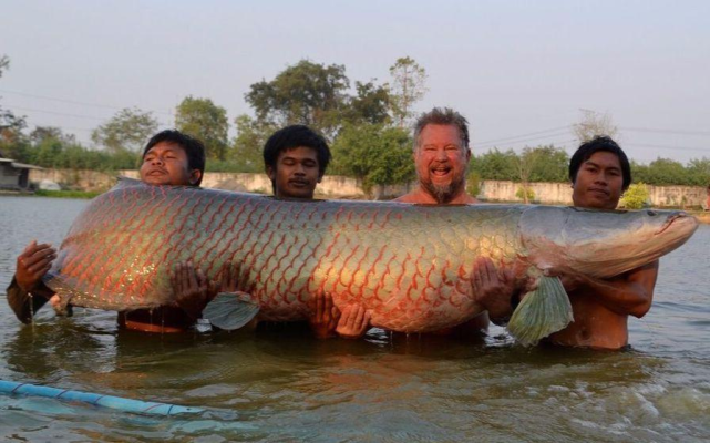 亞馬遜河怪入侵美國體型巨大食人魚咬不動父親分泌乳汁餵養