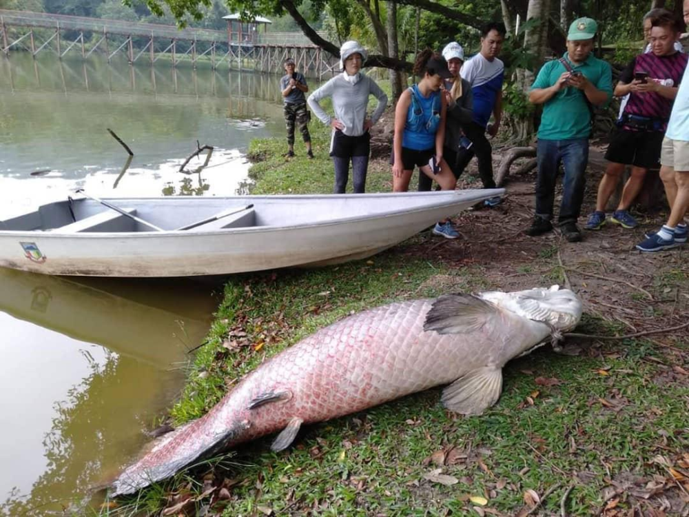 亞馬遜河怪入侵美國體型巨大食人魚咬不動父親分泌乳汁餵養