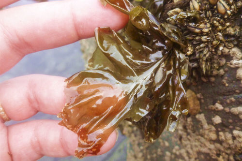 紫菜大揭密_腾讯新闻