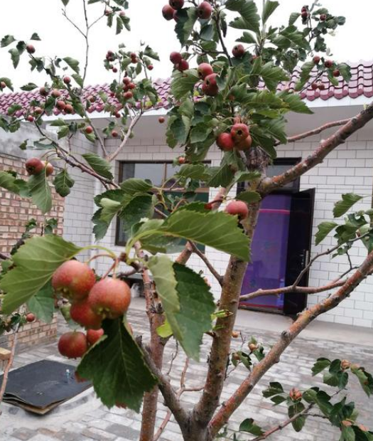 农村院子里种树有讲究,这5种树宜种,寓意吉祥又科学