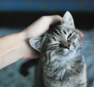 猫享受被你摸头就是喜欢你?真的吗?