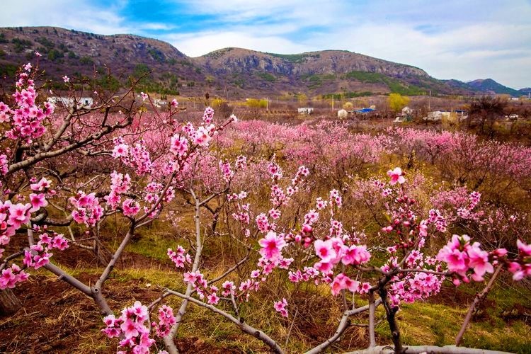 2021棗莊榴園桃花源花海遊園會,盛大開園!_騰訊新聞