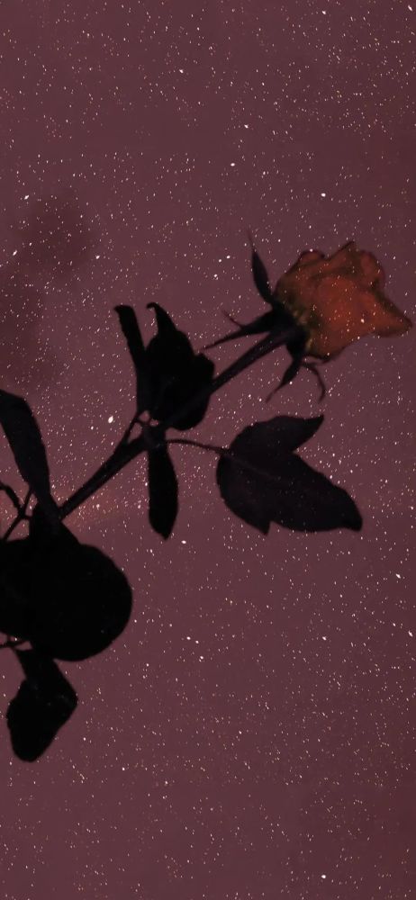 玫瑰送给谁都是浪漫的‖玫瑰壁纸_腾讯新闻