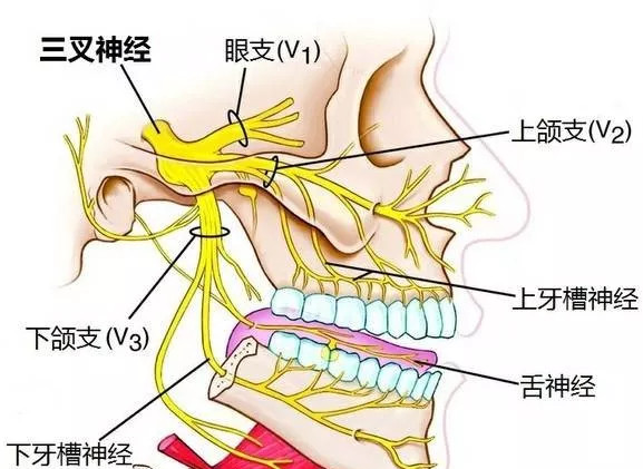 三叉神经位置图片图片