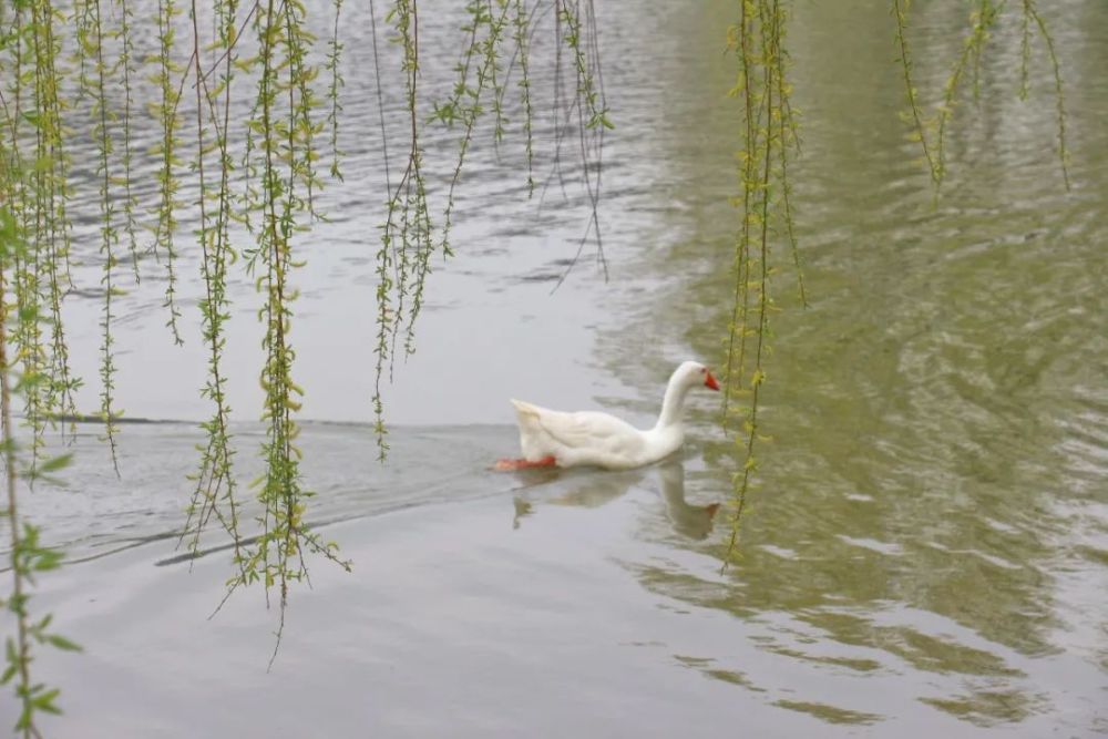 学小工丨春湖鹅知暖煦风三月天