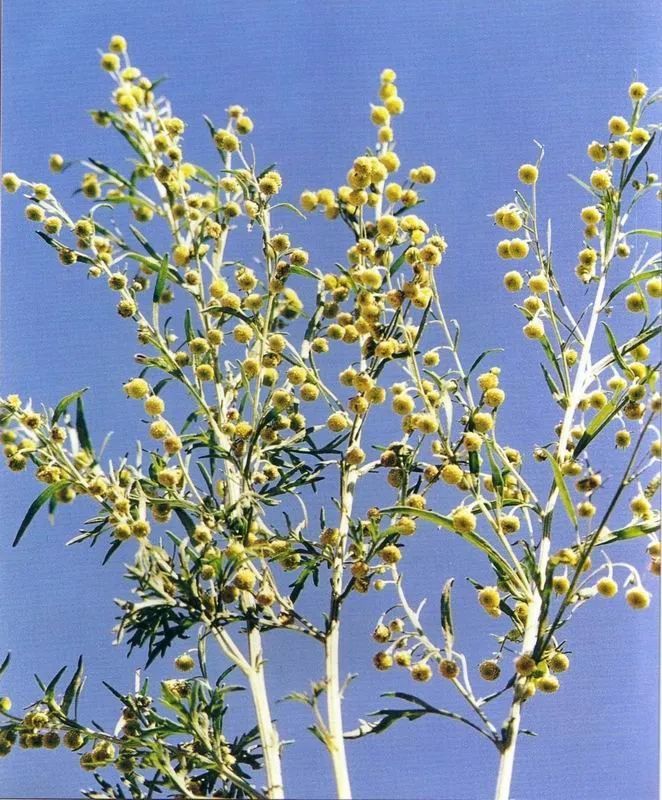 大籽蒿桦树柏树在我国北方,春天最容易引起过敏的树木花粉,主要来自