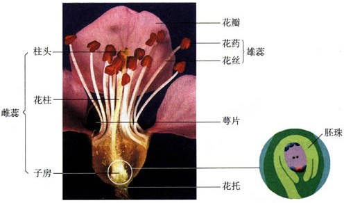 木棉花解剖结构图图片图片