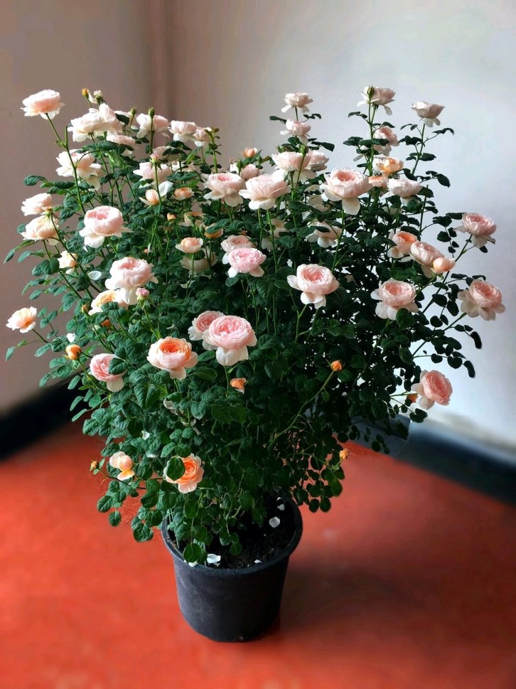 瑞典女王月季界的颜值担当又仙又美皮实好养活你值得拥有